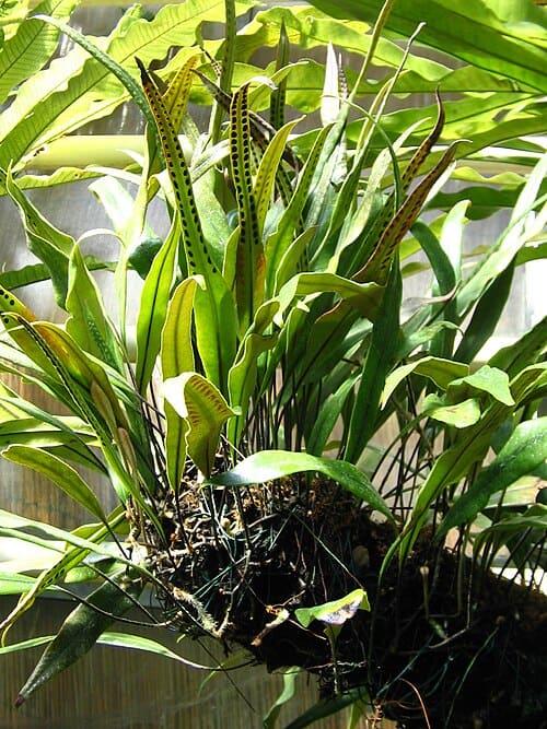 Pyrrosia, standing in for Pyrrosia minima