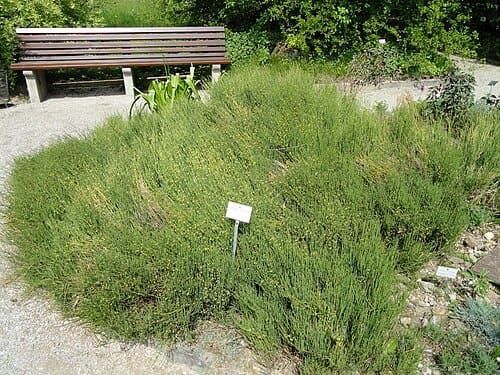 Ephedra saxatilis