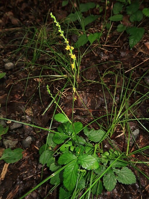 Agrimonia nipponica