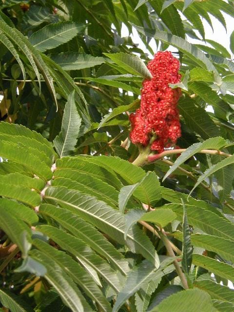 Rhus, standing in for Rhus sikkimensis
