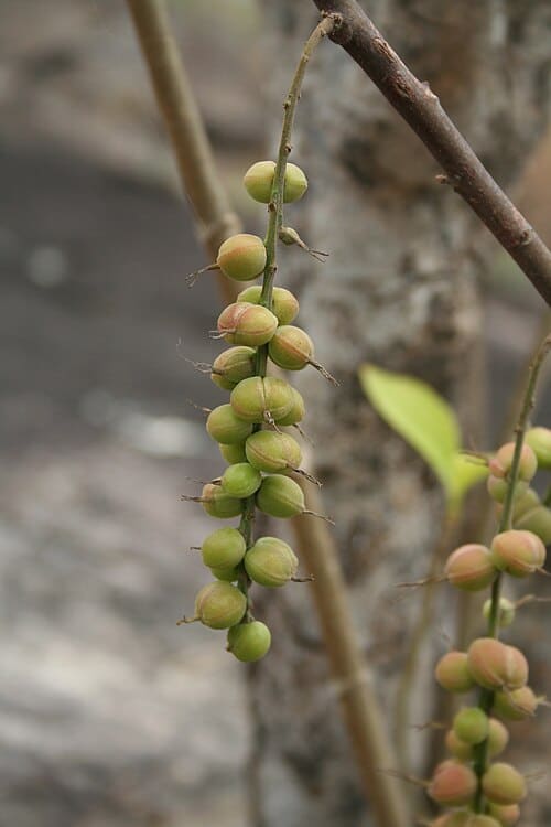 Alchornea, standing in for Alchornea floribunda