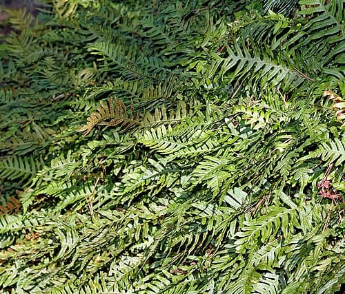Polypodium
