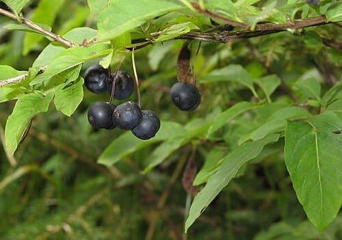 Lonicera nigra