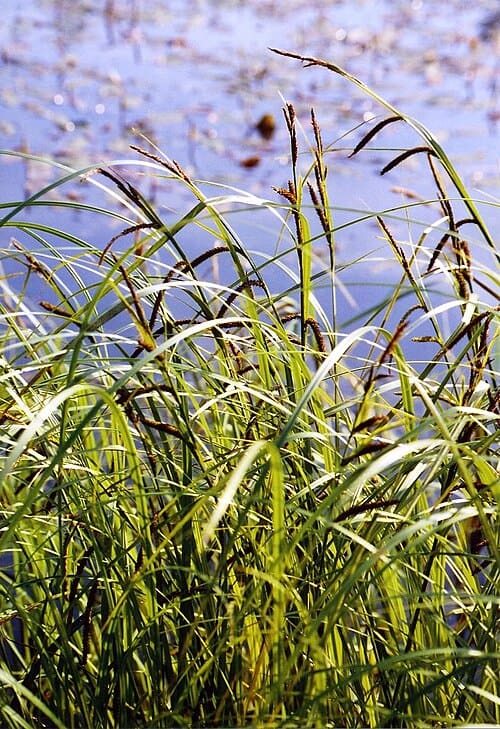 Carex