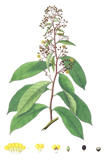 Erycibe, standing in for Erycibe schmidtii