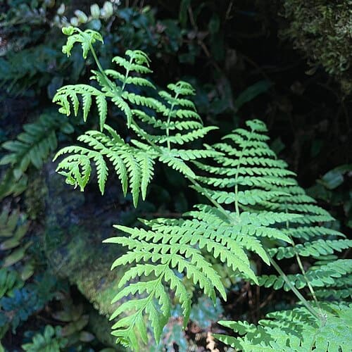 Histiopteris incisa
