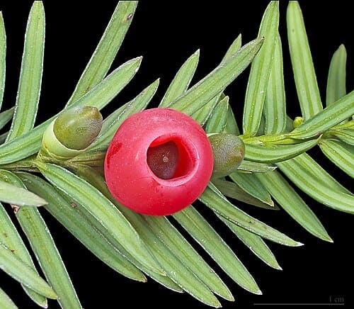 Taxus, standing in for Taxus nucifera