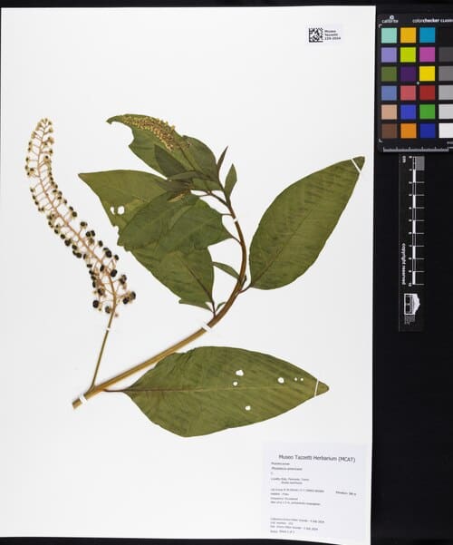 Phytolacca americana