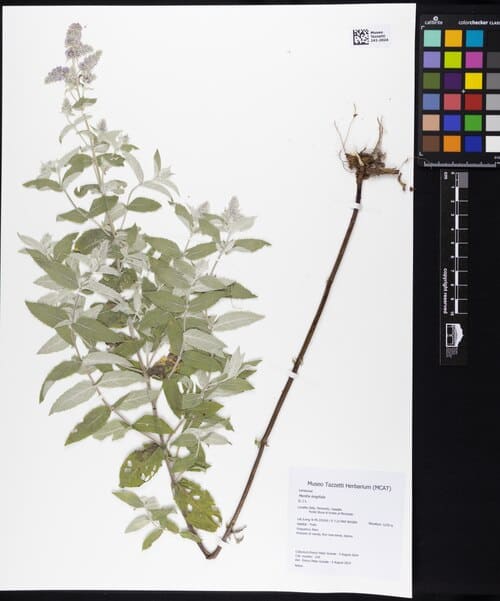 Mentha longifolia