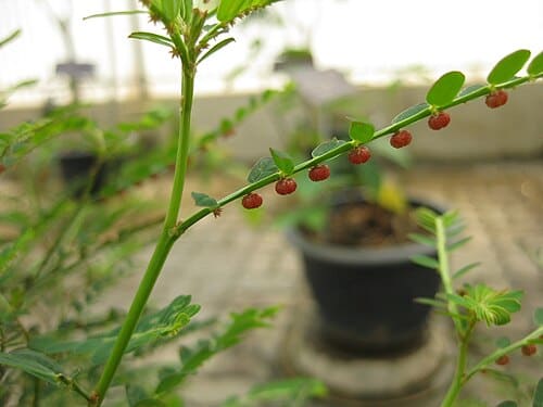 Phyllanthus urinaria