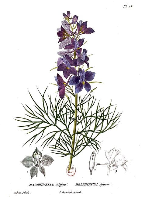 Delphinium ajacis