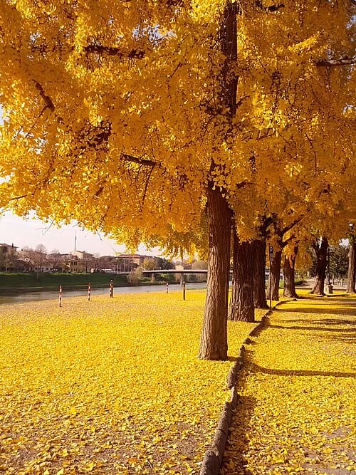 Ginkgo biloba