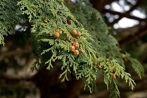 Chamaecyparis obtusa