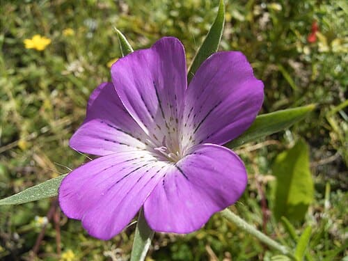 Agrostemma githago