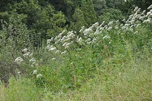 Eupatorium lindleyanum