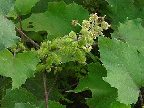 Xanthium sibiricum