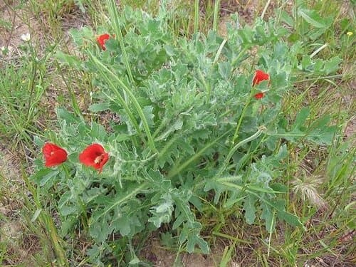 Glaucium corniculatum