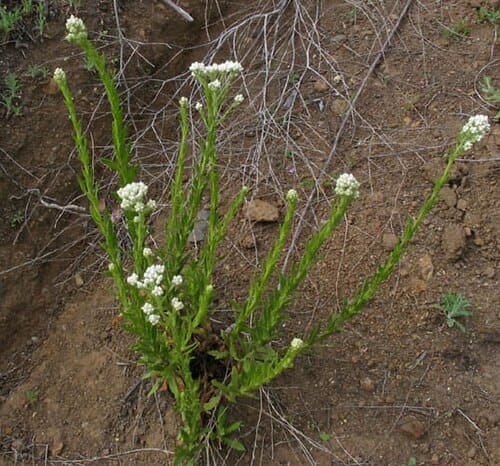 Gnaphalium, standing in for Gnaphalium quinquefolium