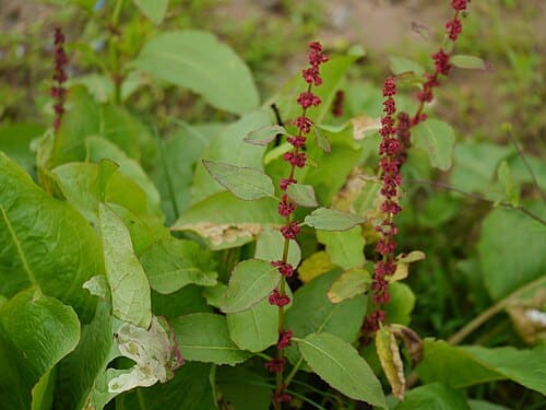 Rumex nepalensis