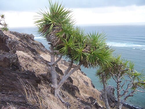 Pandanus, standing in for Pandanus lakousha