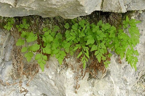 Cryptogramma stelleri