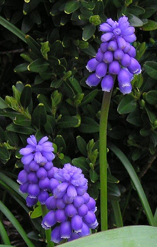 Muscari, standing in for Muscari paradoxum