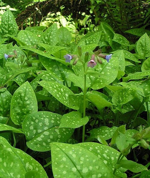 Pulmonaria, standing in for Pulmonaria tuberosa