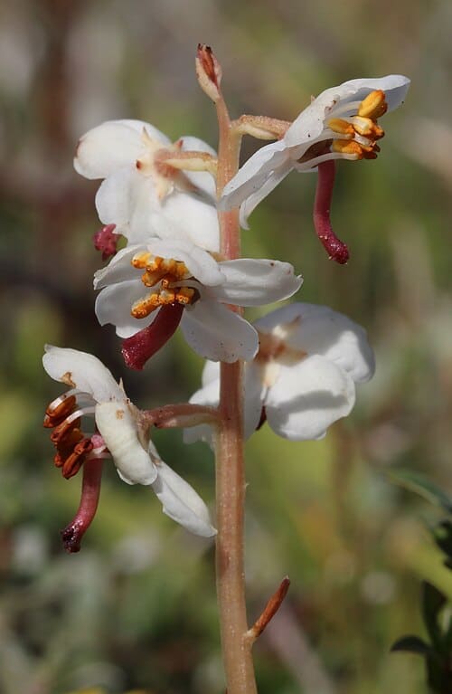 Pyrola rotundifolia