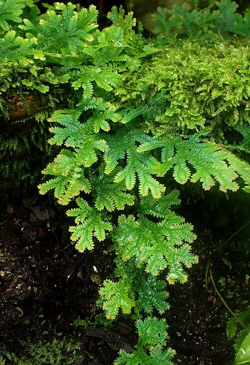 Selaginella stauntoniana