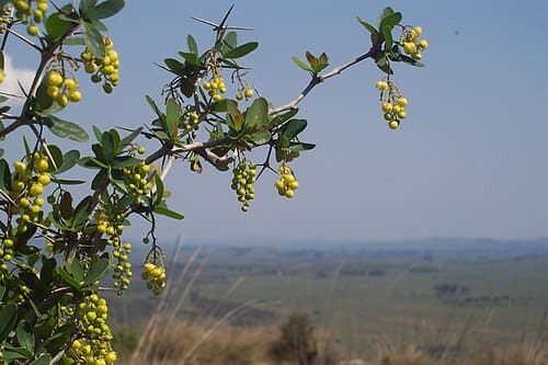 Berberis laurina