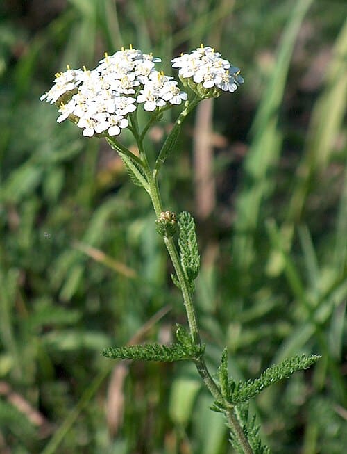 Achillea, standing in for Achillea wilsoniana