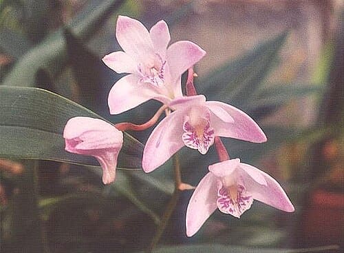 Dendrobium, standing in for Dendrobium huoshanense