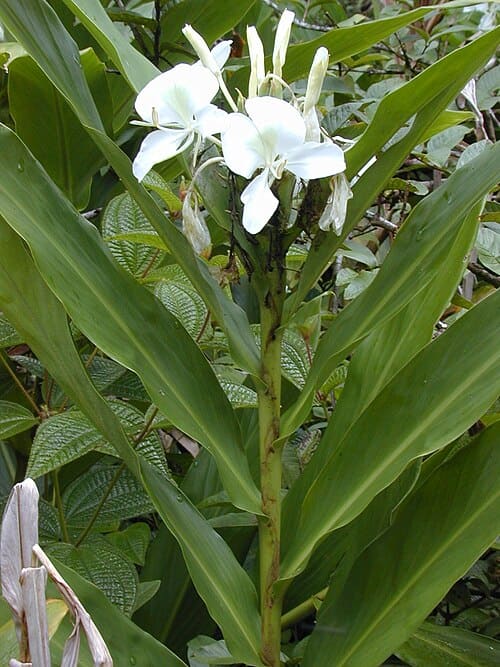 Hedychium, standing in for Hedychium forrestii