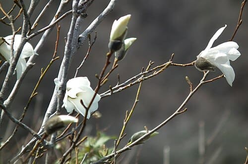 Magnolia salicifolia