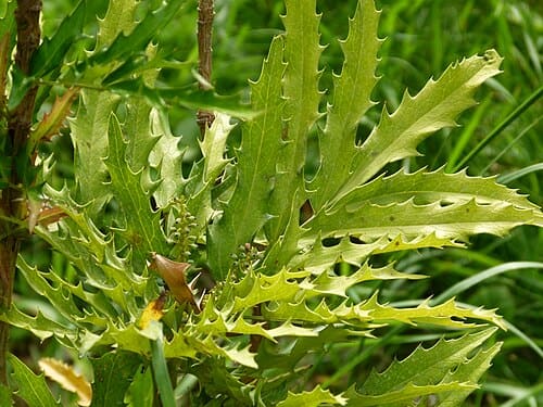 Mahonia eurybracteata