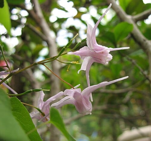 Epimedium grandiflorum