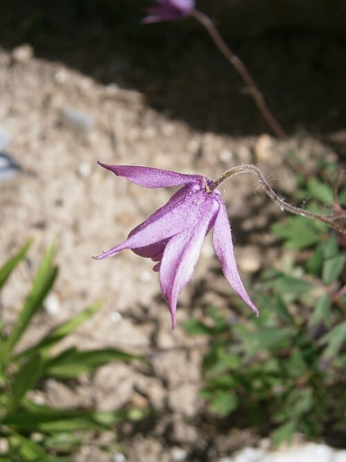 Aquilegia ecalcarata