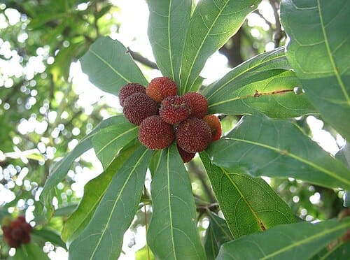 Myrica rubra