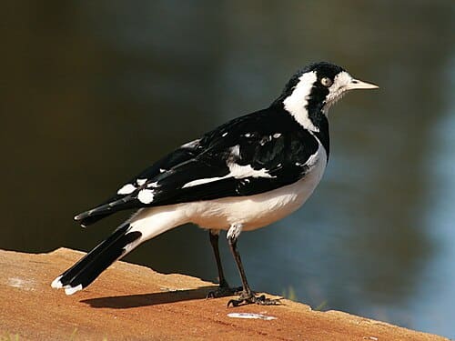 Grallinidae, standing in for Gallina