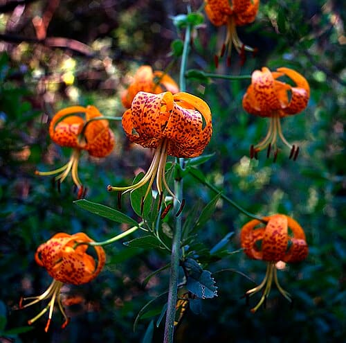 Lilium pardalinum