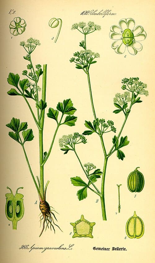 Apium
