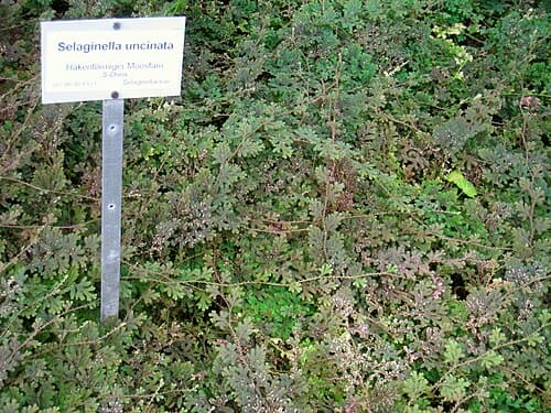 Selaginella uncinata