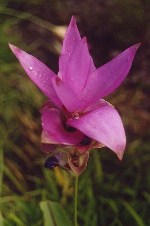 Curcuma