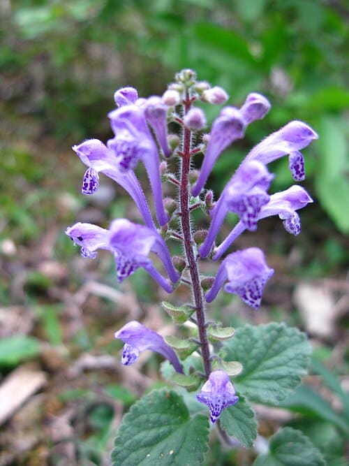Scutellaria indica