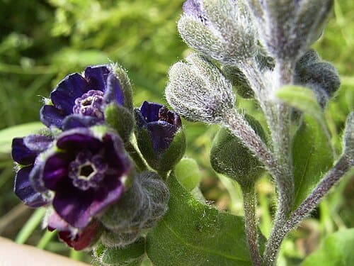 Cynoglossum