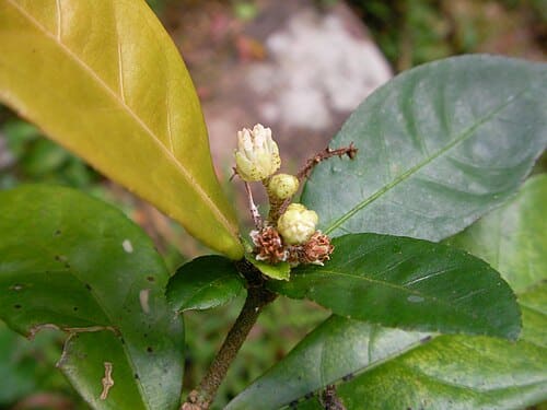 Croton hancei