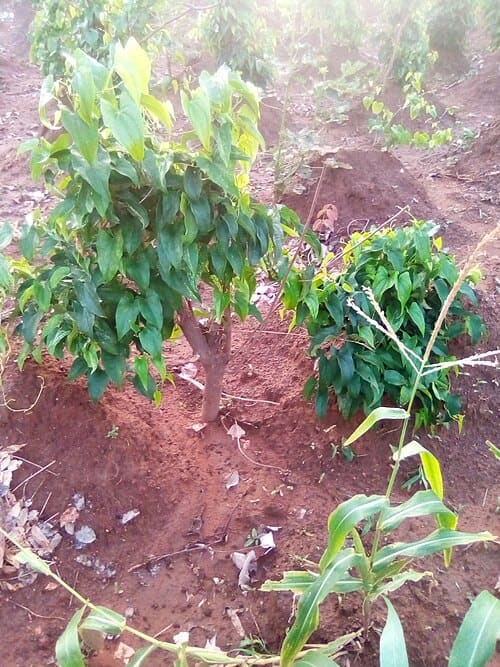 Dioscorea, standing in for Dioscorea rotundifolia