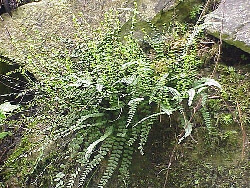 Asplenium, standing in for Asplenium rutamuraria