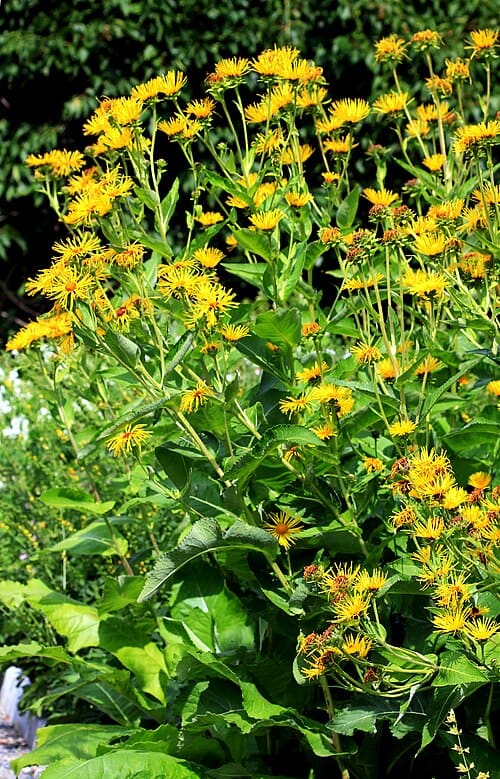 Inula helenium