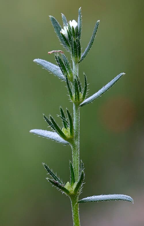 Lithospermum arvense